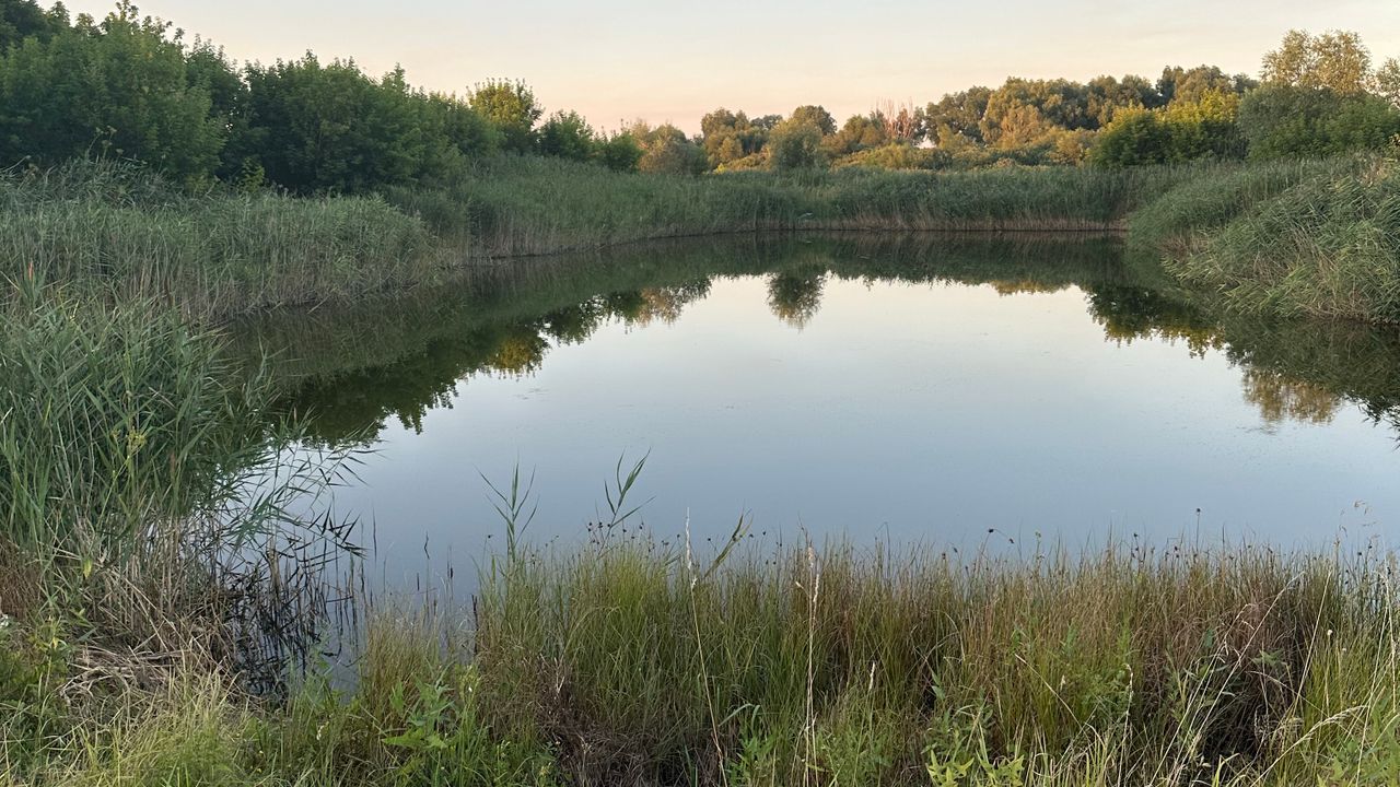 Ставок Чумарний