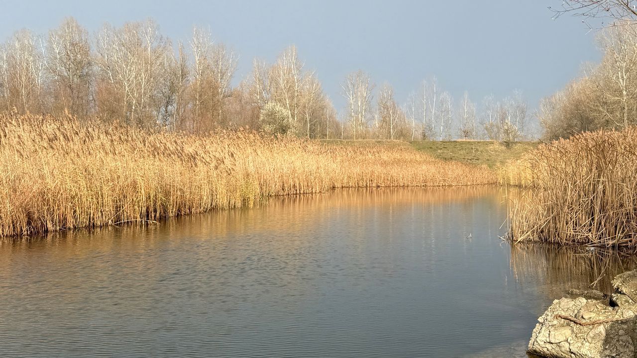 Стариці річки Прут
