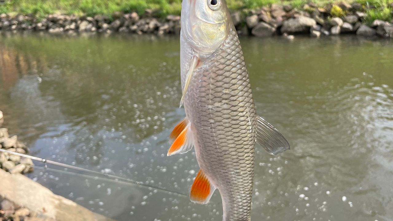 Chubs/Asps — foto 1