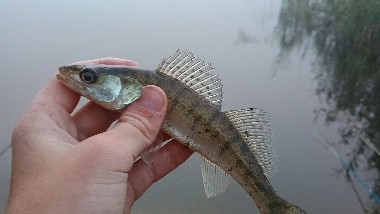 Світлопільське водосховище