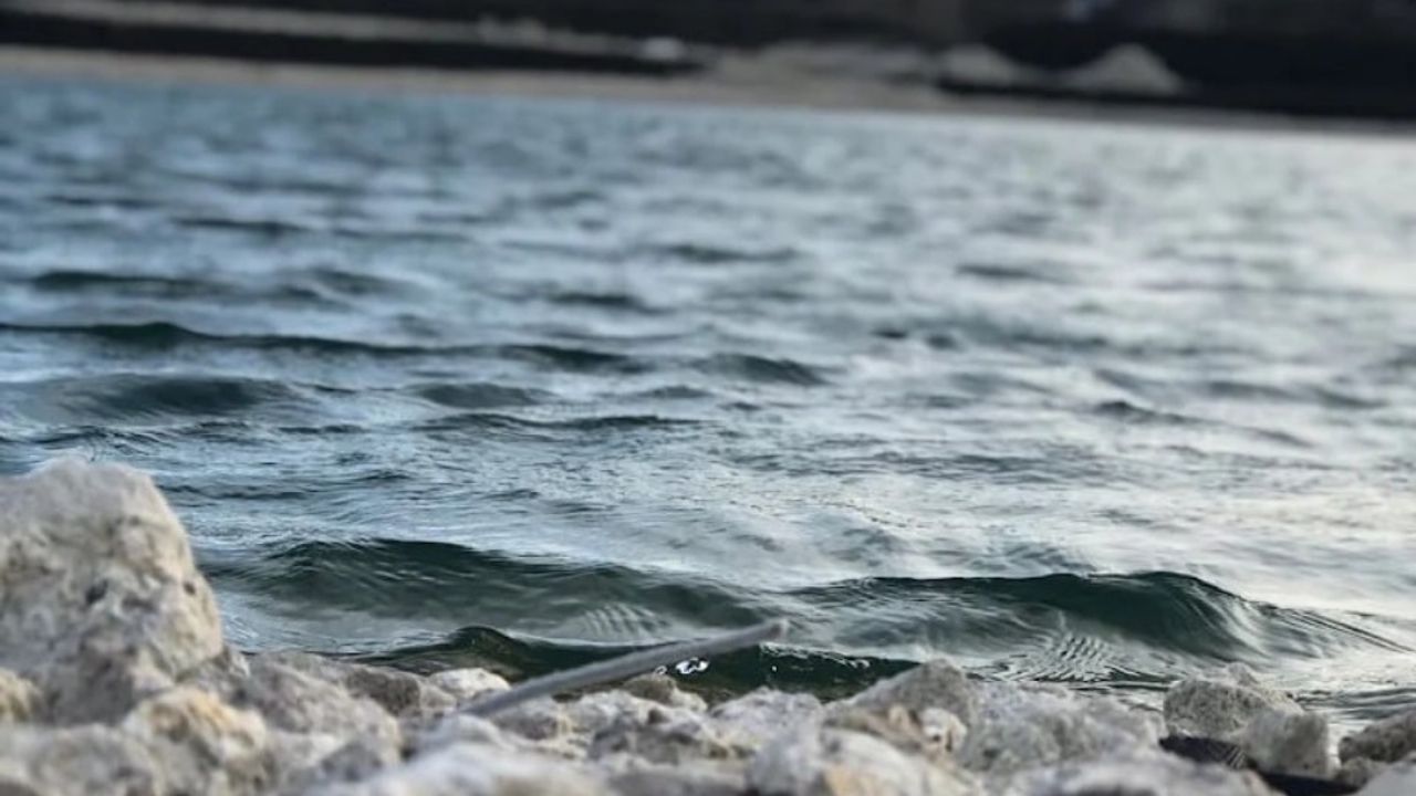 Форелька Клаб Плугів