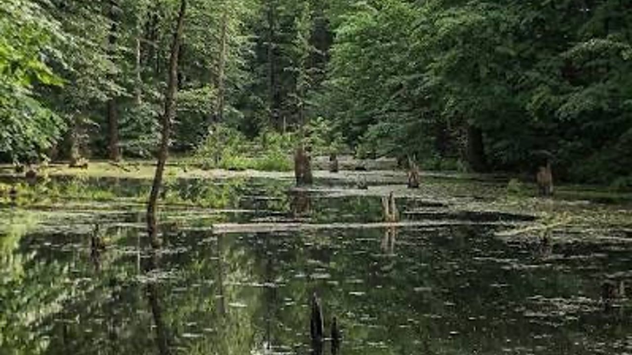 Китаївські Ставки — фото 1