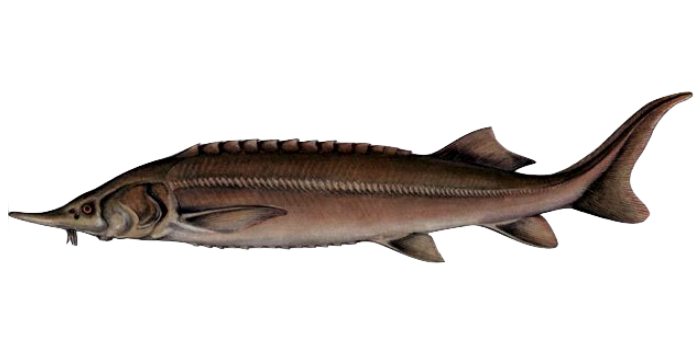 fish