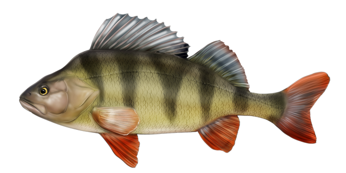 fish