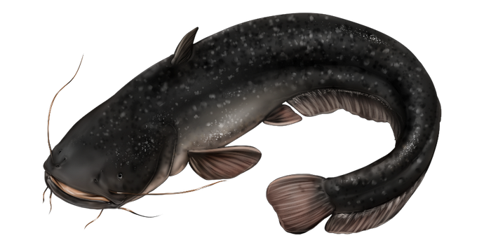 fish