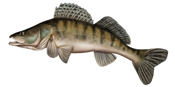 fish