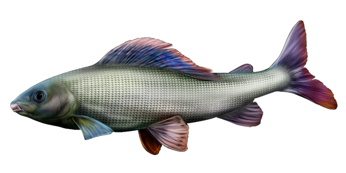 fish