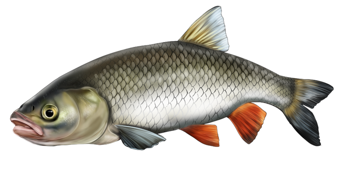 fish