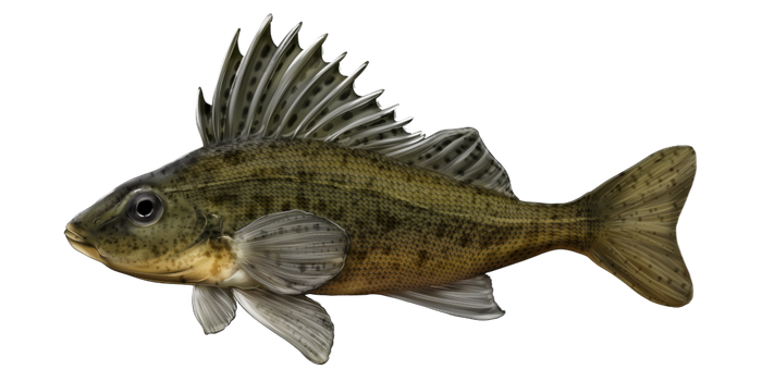 fish