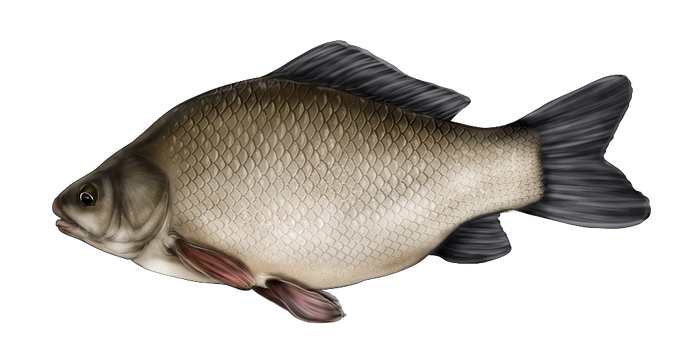 fish