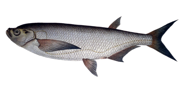 fish