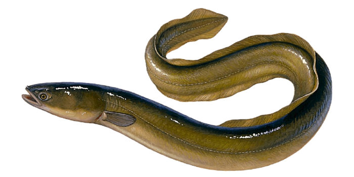fish