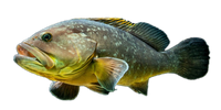 fish