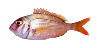 fish