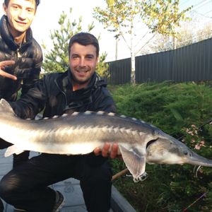 🎣 На Гачку!