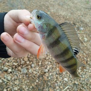 Дяня(рибак🎣)