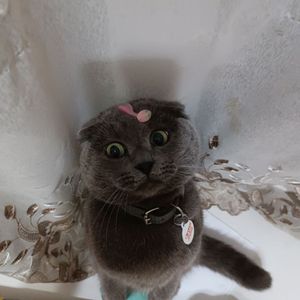 Олександр