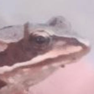 igor