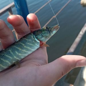 artur_fishing2012
