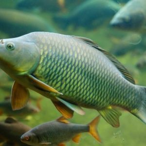 Carp fishing