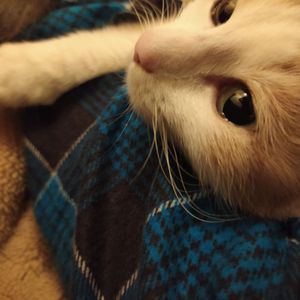 Yevhenii