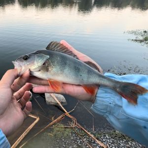 Fishing_mpz