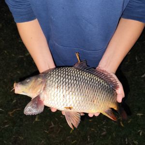 pavlik