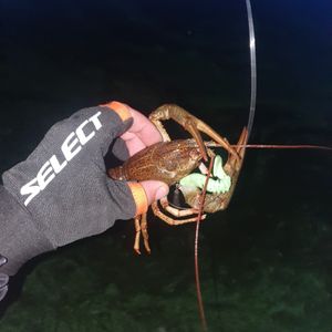 Serega