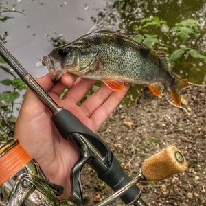 Fisher