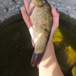 Карасік
