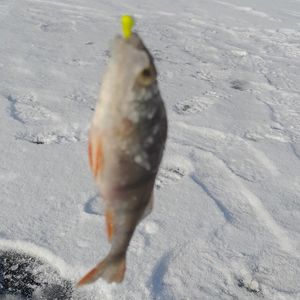 borovik