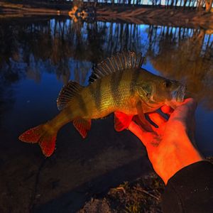 🎣Sports🇺🇦fishing🎣
