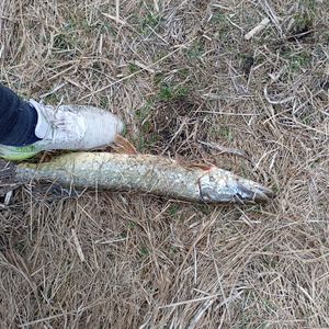 _Sport&fish_