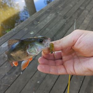 Mtfishing