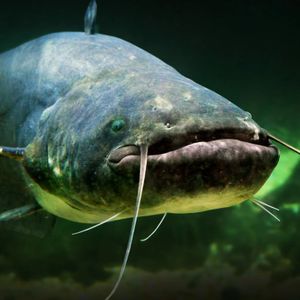 Mr. Catfish 