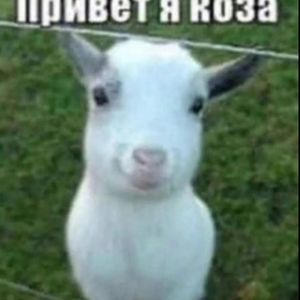 рибачок