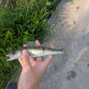 NX3_SHARK