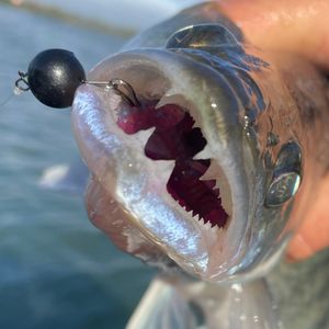 Судачий кружок🎣🇺🇦