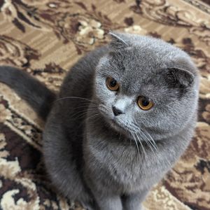 Богдан