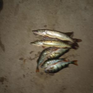 Mandarin_iy
