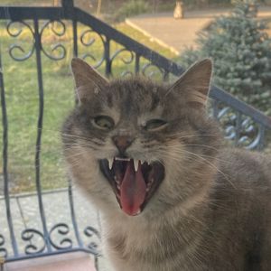 EvilFhisher