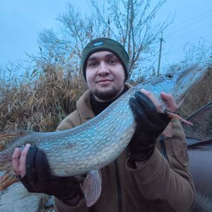 Bohdan