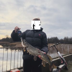 Volodya