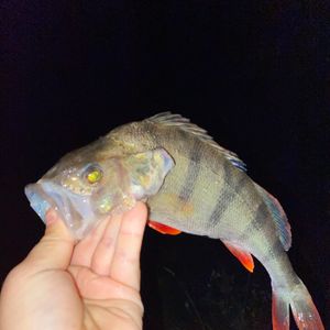 Влад