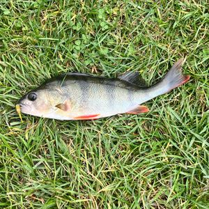 Street fishing