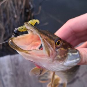 fishing