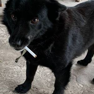 Богдан