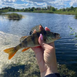 Юлія