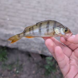 за декілька днів 