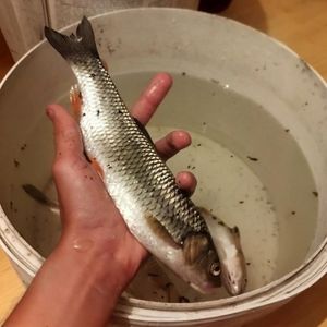 DanielForPike